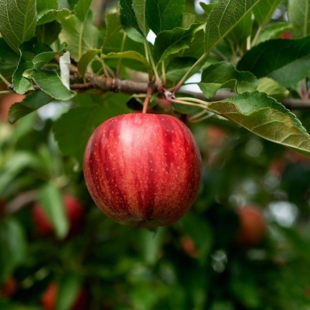 Orchards Box