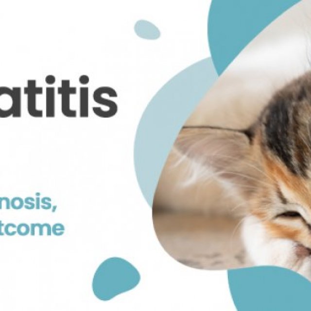 Pancreatitis In Cats | CGS Hospital