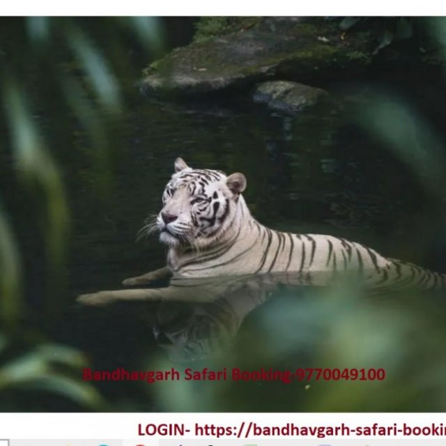 bandhavgarh safari booking online