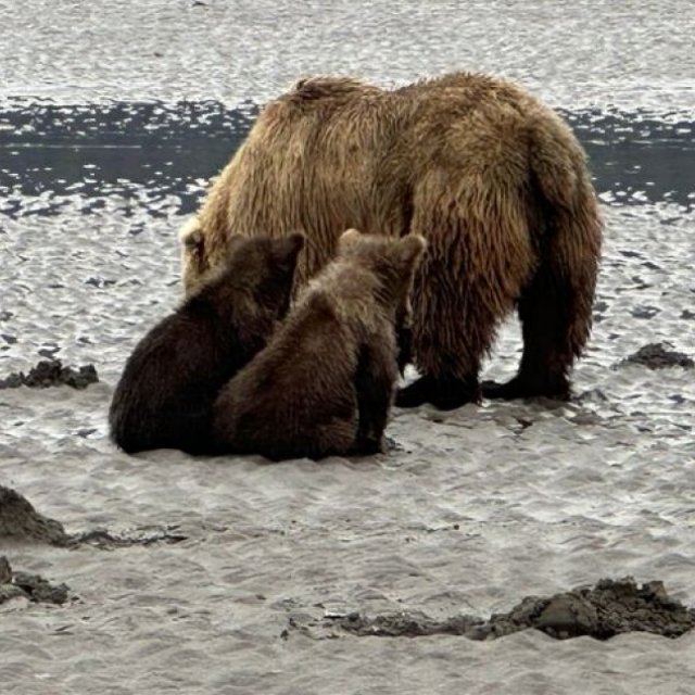 Bear Viewing in Alaska