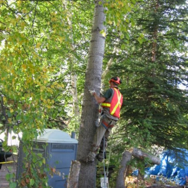 Tree Shaping Seven Hills - Charles Tree Services