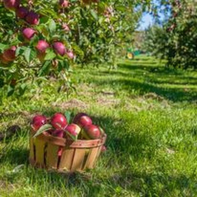 Orchards Box