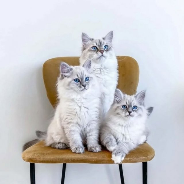 ragdollshome