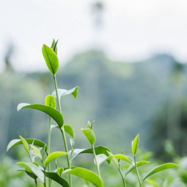 Mua Yik Tea