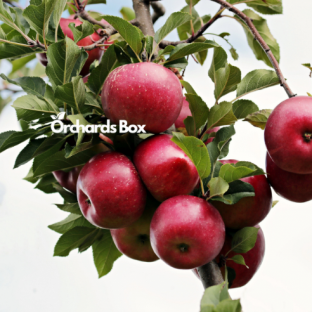 Orchards Box