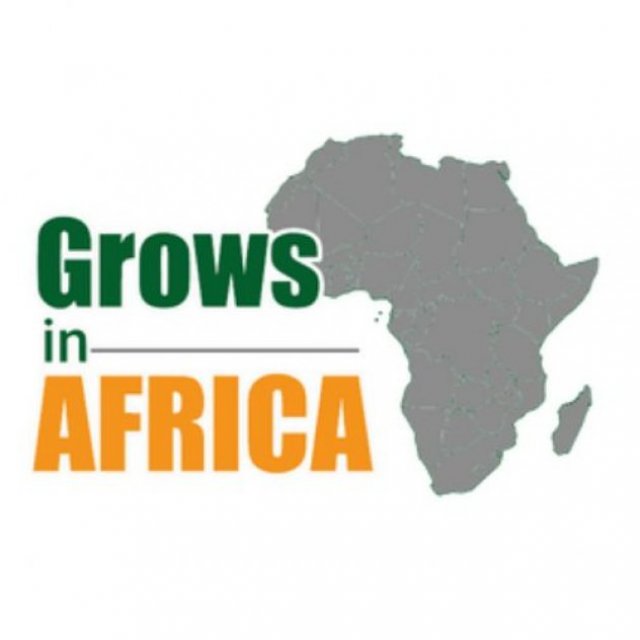 Grows in Africa