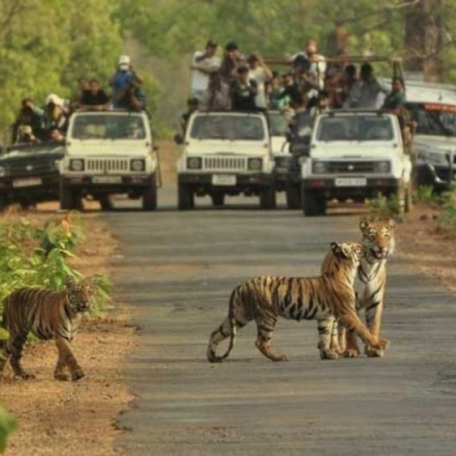 Bannerghatta National Park