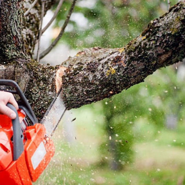 SydneySide Tree Services