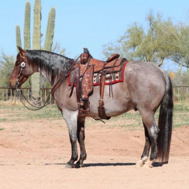 Rusticranchhorses