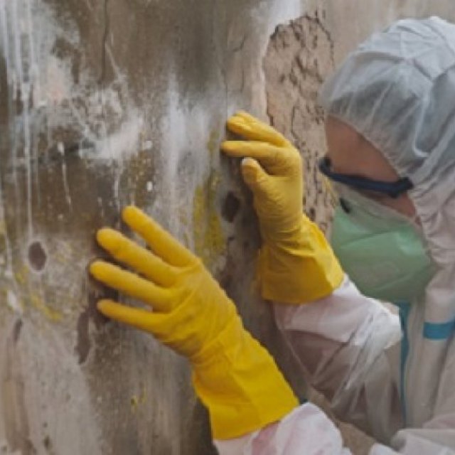 New Jersey Mold Specialist