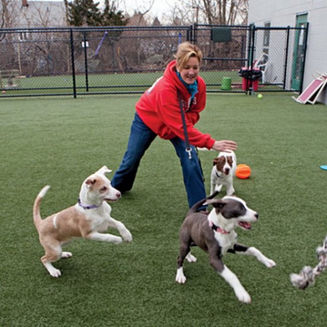 Gentle Pet Passages