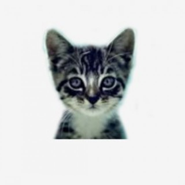 We Love Cats and Kittens