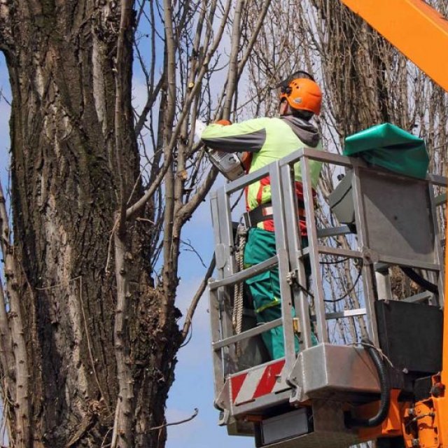 Nottingham Tree Surgeons