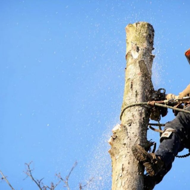 Leicester Tree Removal