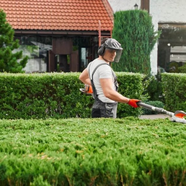 Leicester Hedge Trimming
