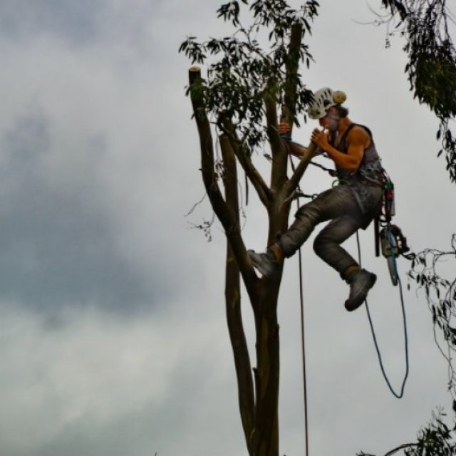 J&M Tree Care Limited