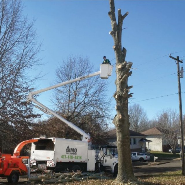 Tree Trimming and Removal Services in Branson and Kimberling City - SoMo Tree.