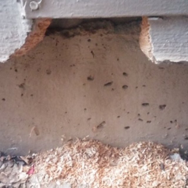 Done Right Rodent Proofing