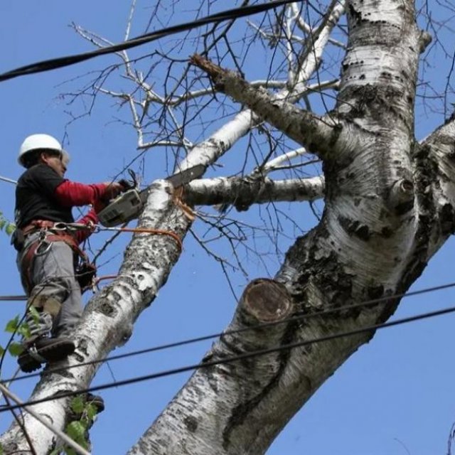 Tree Cutting & Trimming Ronkonkoma