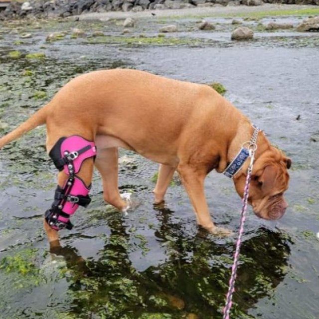Posh Dog Knee Brace