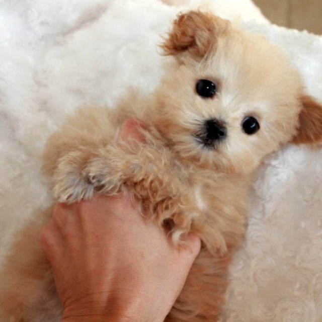 Puppy Mansion