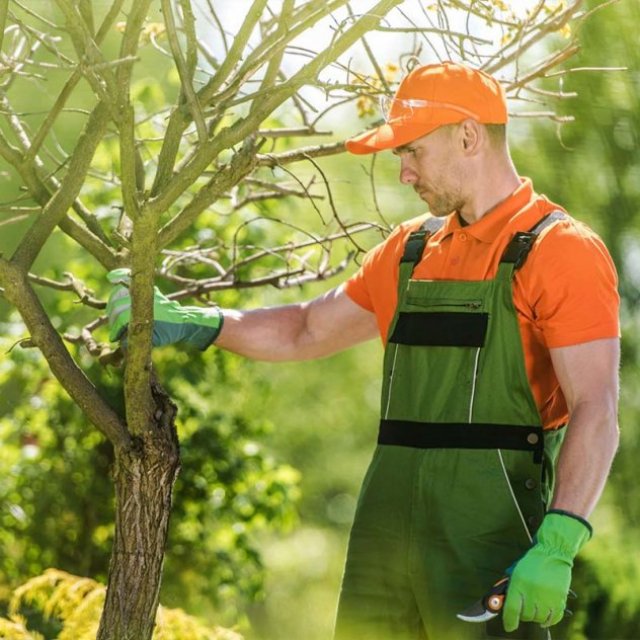 Wigan Tree Pruning