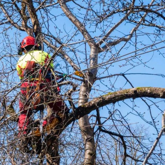Leicester Tree Pruning