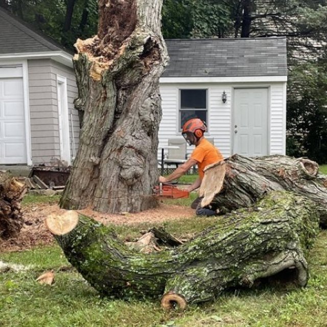 Branch Manager Tree Service