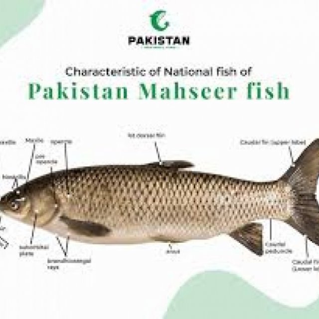 Pakistan National Fish