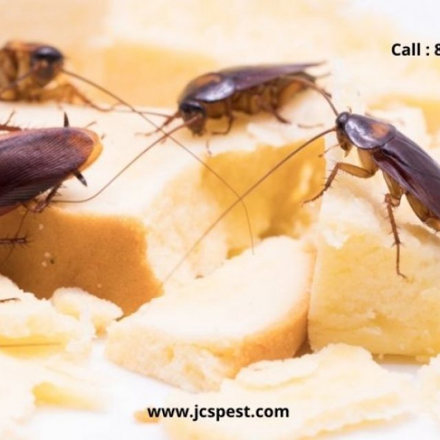 Chennai Pest Control
