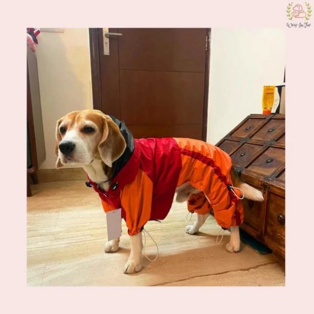 Dog Raincoat Full Coverage