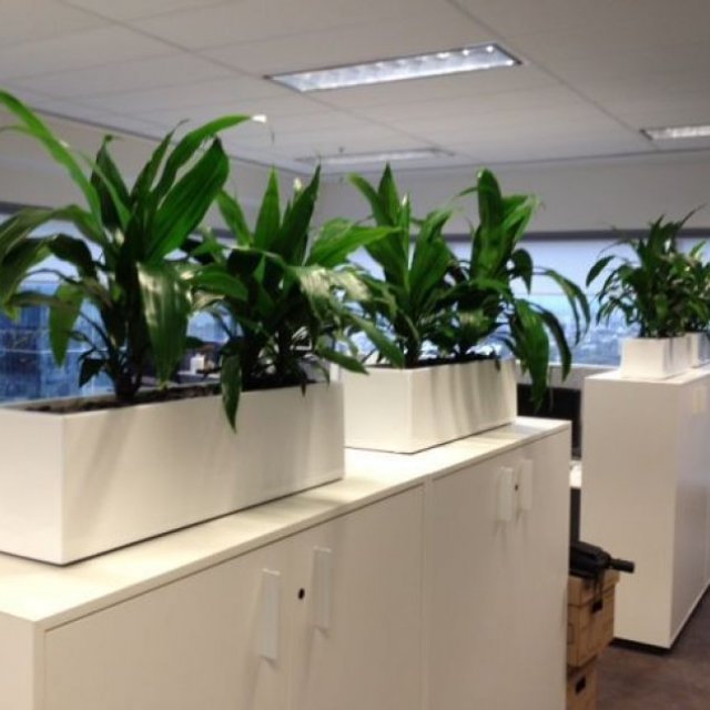 Luwasa Indoor Plant Hire