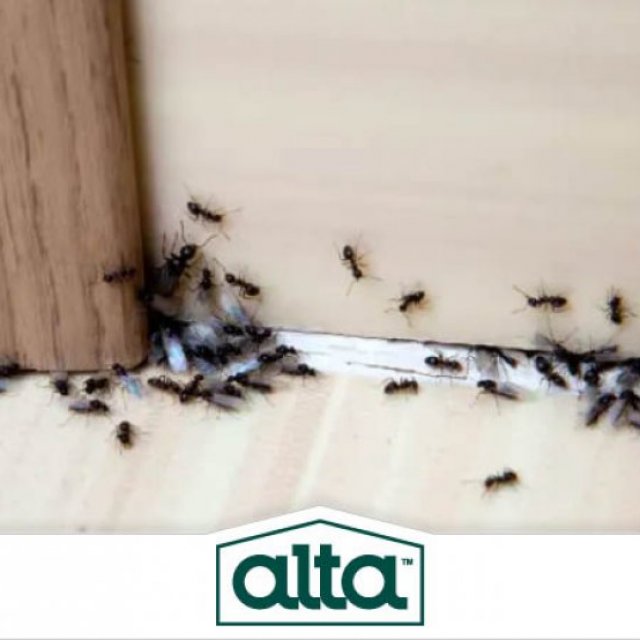 Alta Pest Control