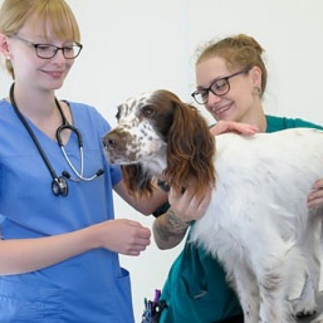 Gower Veterinary Surgery - Swansea