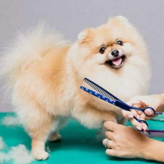 Al Falah Veterinary Clinic