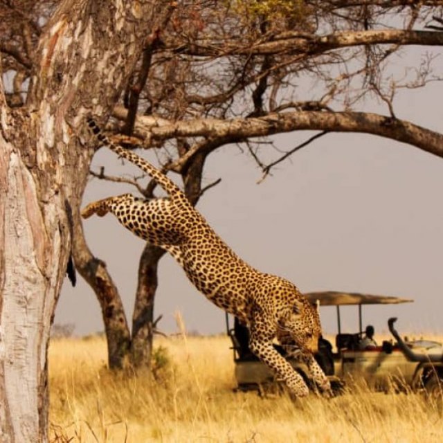 Sabi Sands Lodges Reservations