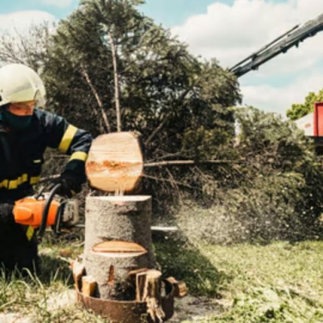Port St Lucie Tree Services