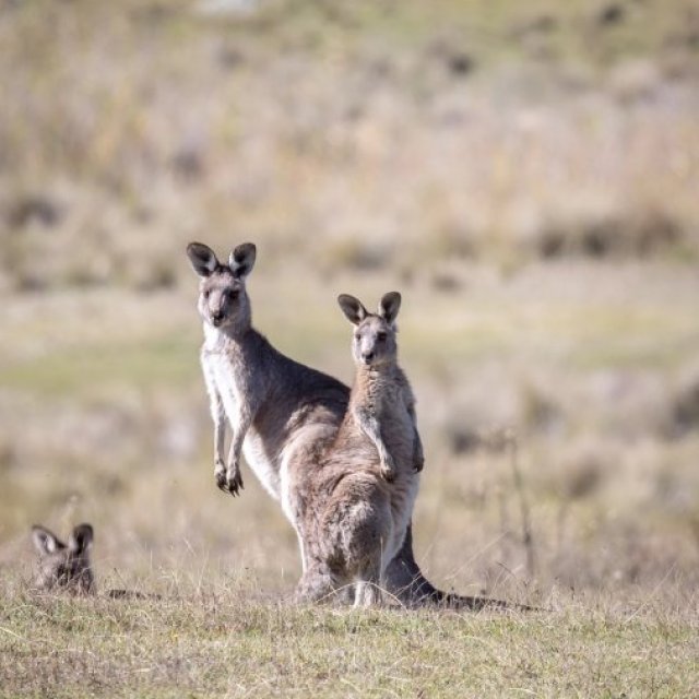 Australian Marksmanship Services