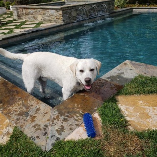 Pasadena Pool Cleaning and Repairs