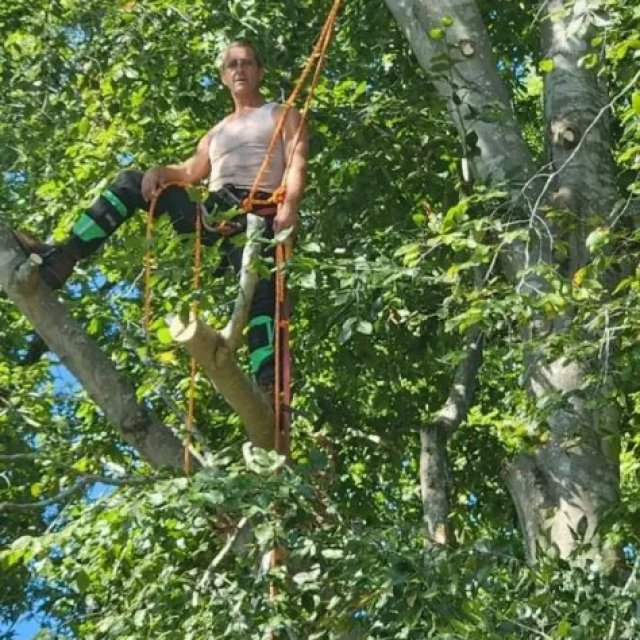 Executive Tree Service NC