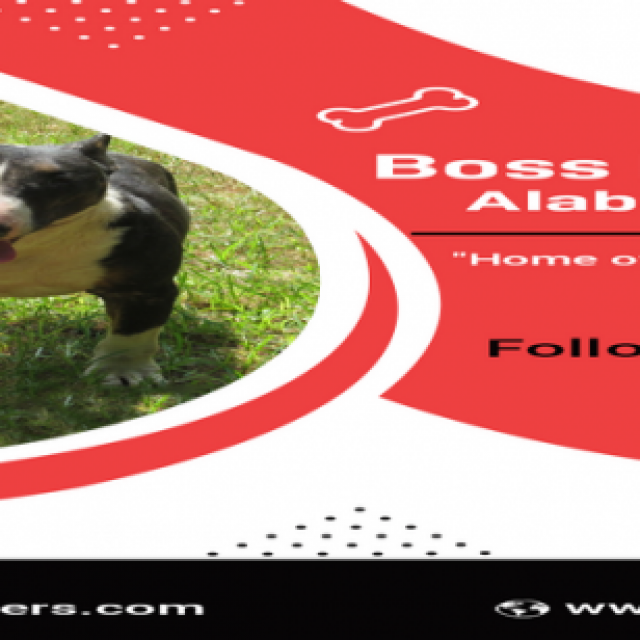 Boss Bull Terriers