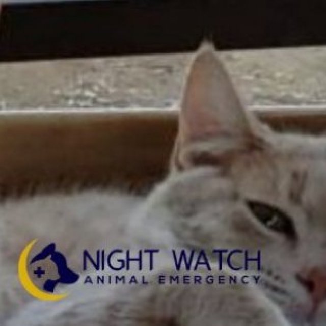 Night Watch Elite Animal Emergency